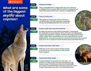 Coyotes in Florida: separating facts from fear Niceville
