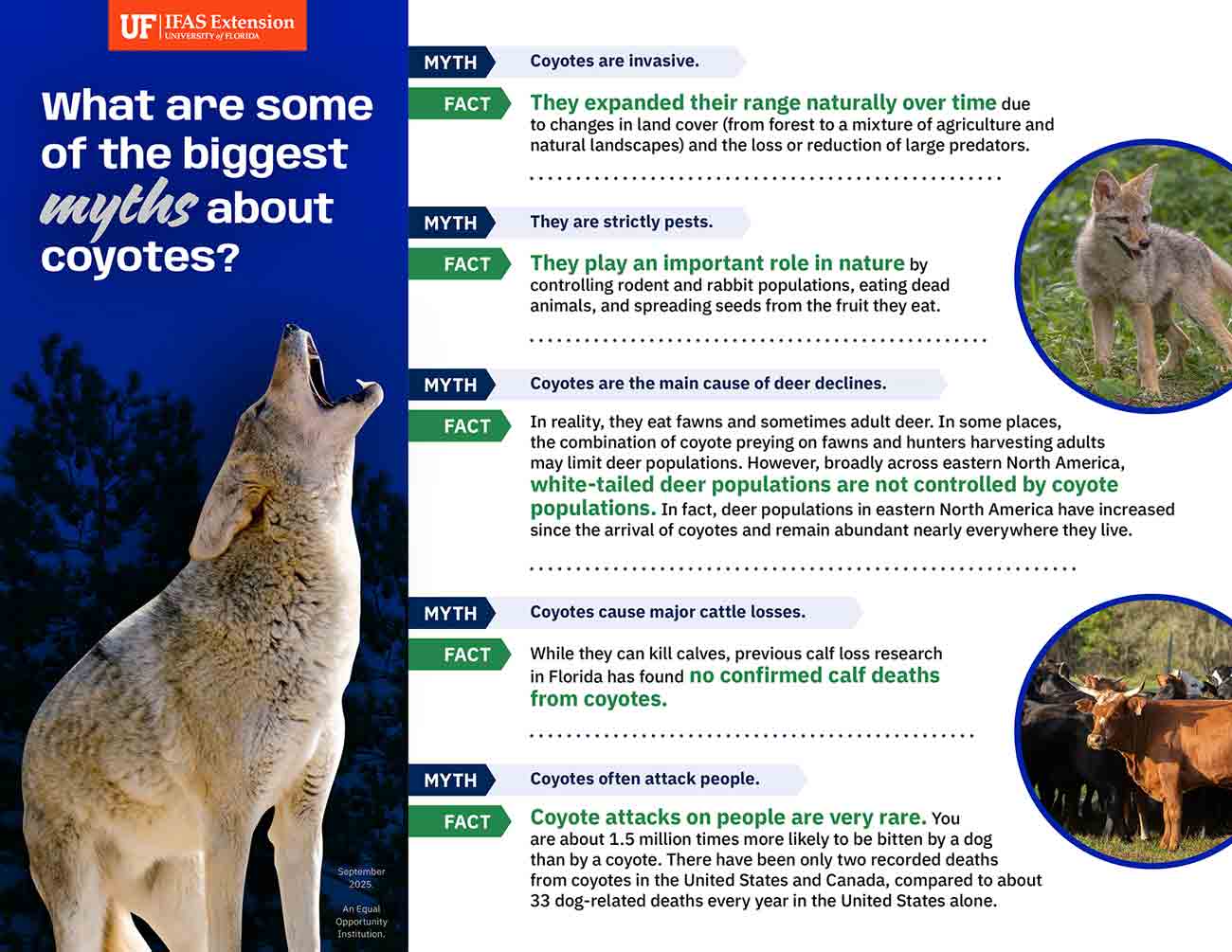 Infographic showing myths and facts about coyotes from UF/IFAS Extension.