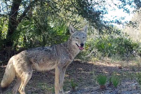 A coyote standing in a wooded Florida landscape.