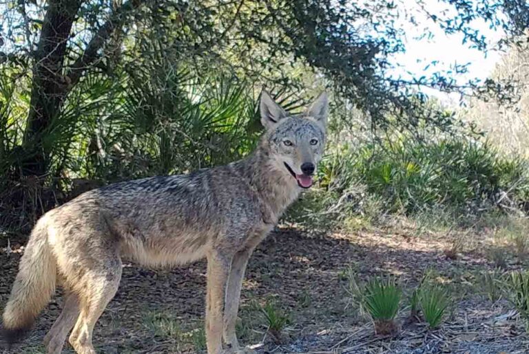 A coyote standing in a wooded Florida landscape.