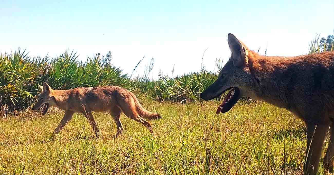 Two coyotes walking through tall grass in Florida.