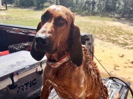 Wet OCSO K9 Beau sits in the back of a truck after tracking a fugitive through swampy terrain.