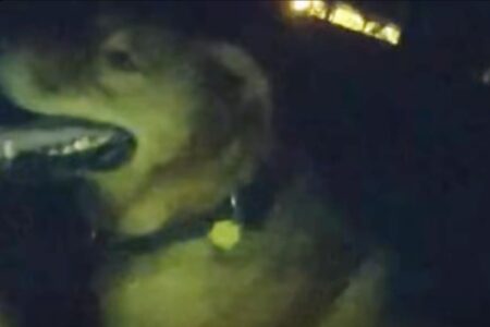 Eeyore the family dog who helped rescue his owner’s injured mother in Destin.