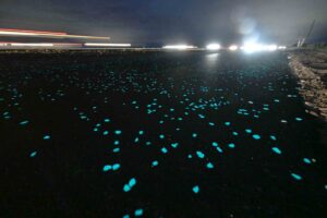 Close-up of glowing blue rocks embedded in the new Bridge-to-Bridge path on Okaloosa Island at night.
