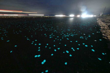Close-up of glowing blue rocks embedded in the new Bridge-to-Bridge path on Okaloosa Island at night.