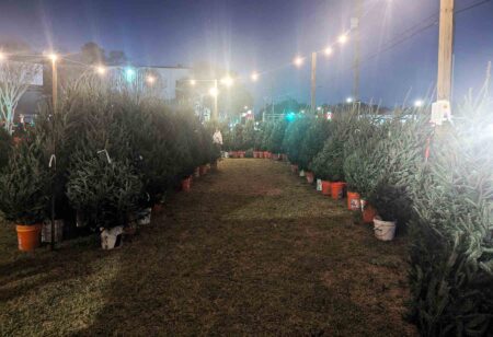 Niceville Scout Troop 553 adds Christmas Village to annual tree sale Rows of fresh-cut Fraser Fir Christmas trees line the lawn at the Niceville Police Department during Boy Scout Troop 553’s annual tree sale.