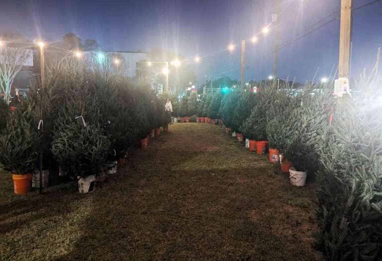 Niceville Scout Troop 553 adds Christmas Village to annual tree sale Rows of fresh-cut Fraser Fir Christmas trees line the lawn at the Niceville Police Department during Boy Scout Troop 553’s annual tree sale.
