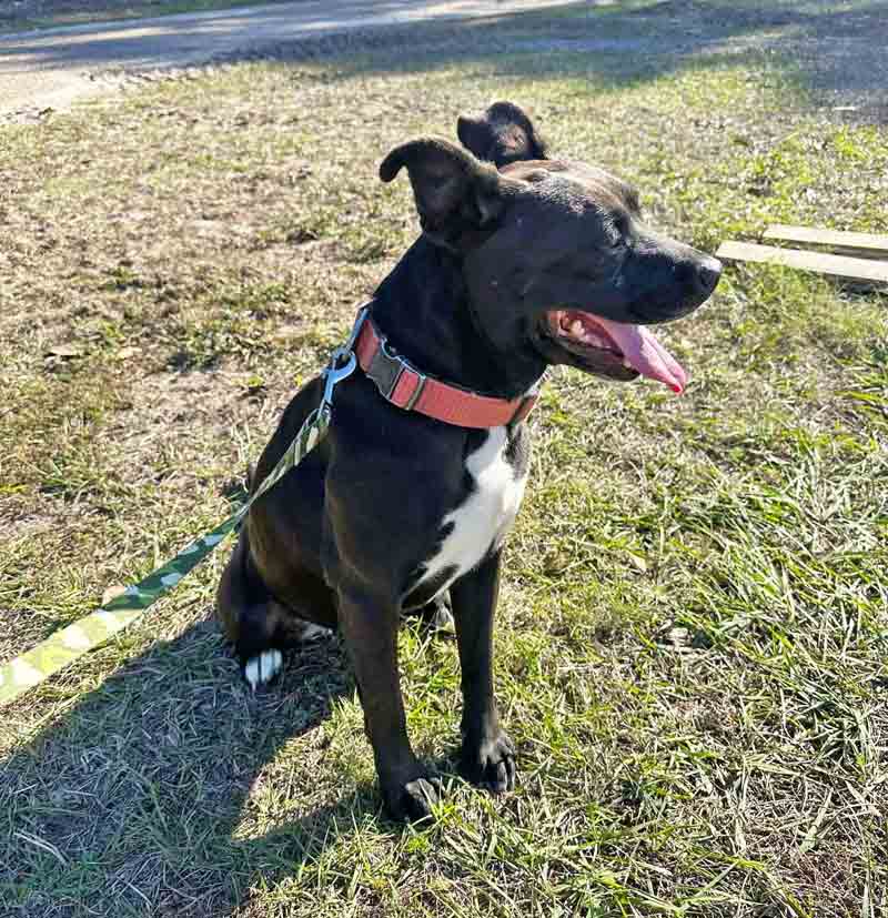 Black mixed-breed dog sitting on grass while on a leash during a walk near the Niceville Police Department.