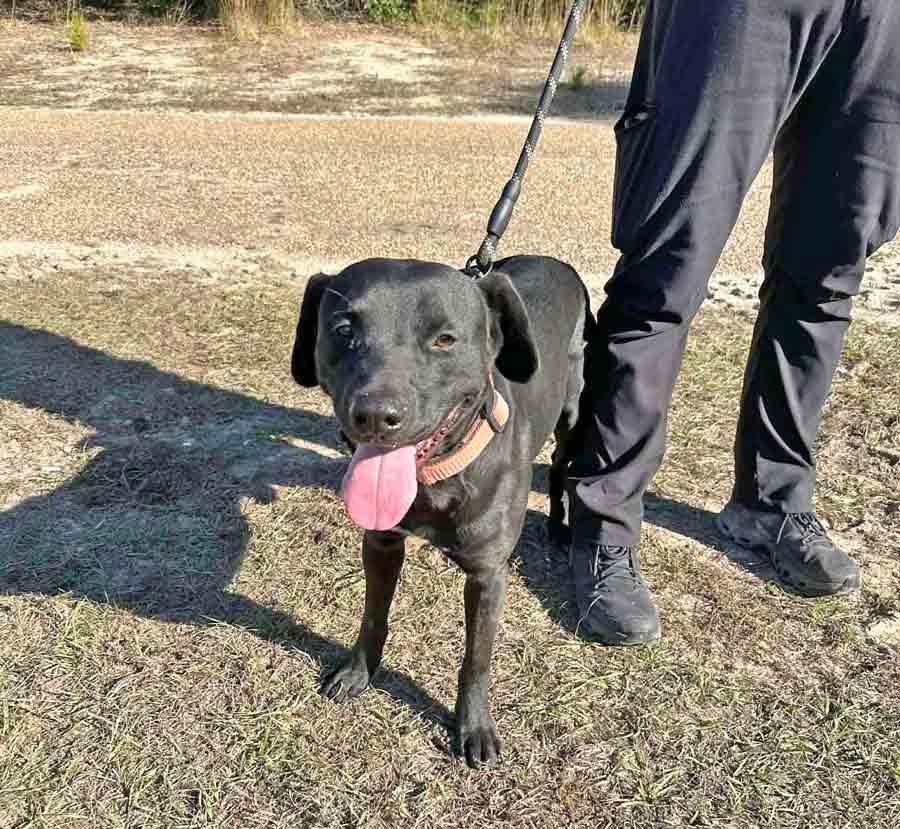 Black mixed-breed dog on a leash during a walk outside the Niceville Police Department.