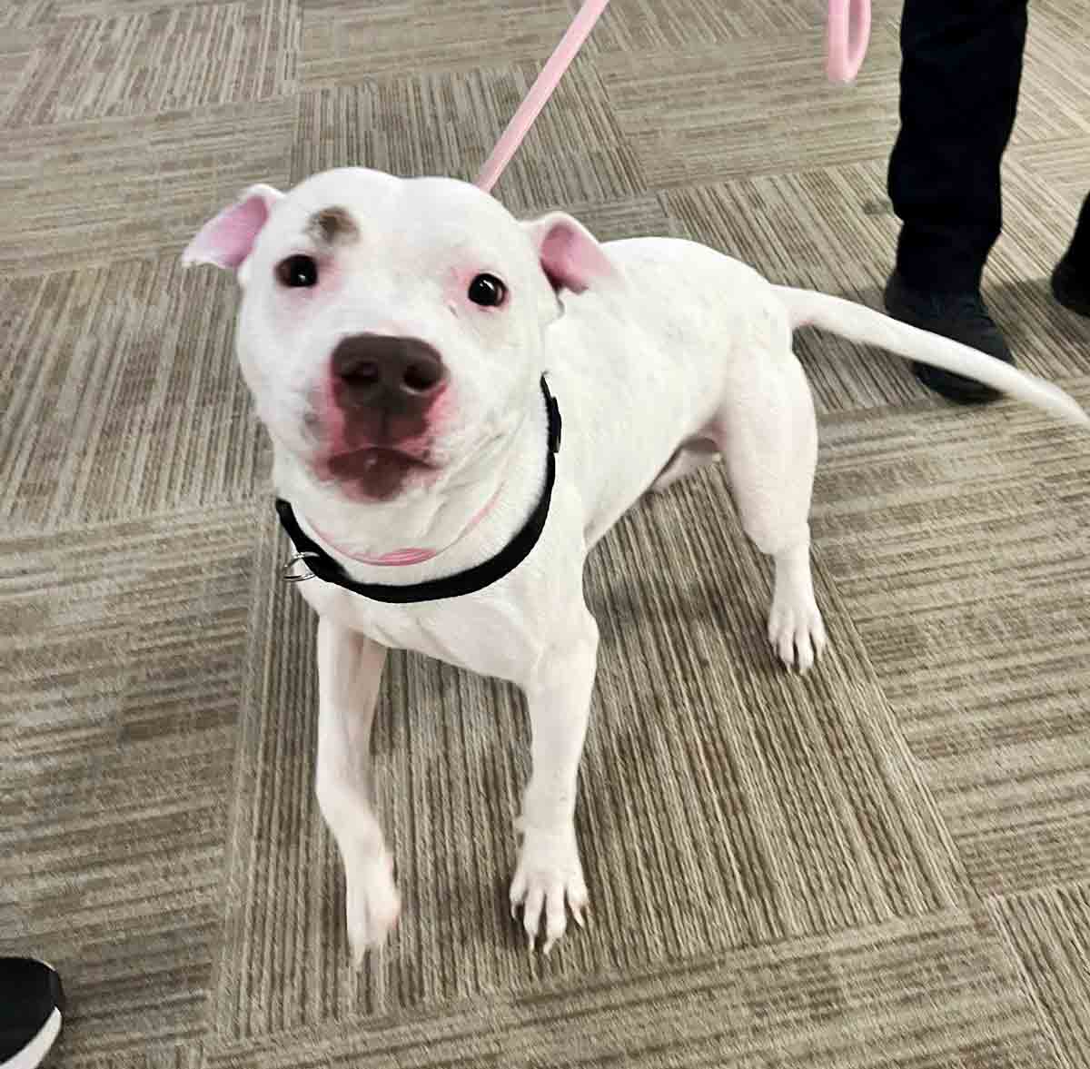 Mostly white mixed-breed dog on a leash inside the Niceville Police Department during a dog adoption event.