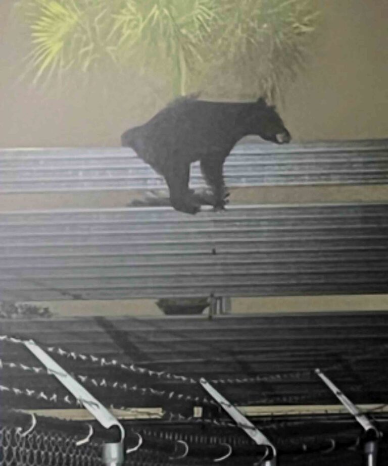 Christmas Day bear climbs jet blast fence at Destin-Fort Walton Beach Airport A black bear stands atop a jet blast deflector fence at the Destin-Fort Walton Beach Airport during foggy conditions on Christmas Day.