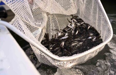 Juvenile redfish inside a net during a stocking release into Cinco Bayou