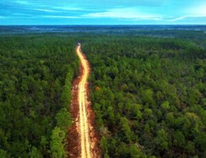 Aerial view of a sandy road cutting through forested land at Shoal River Headwaters State Park near DeFuniak Springs.