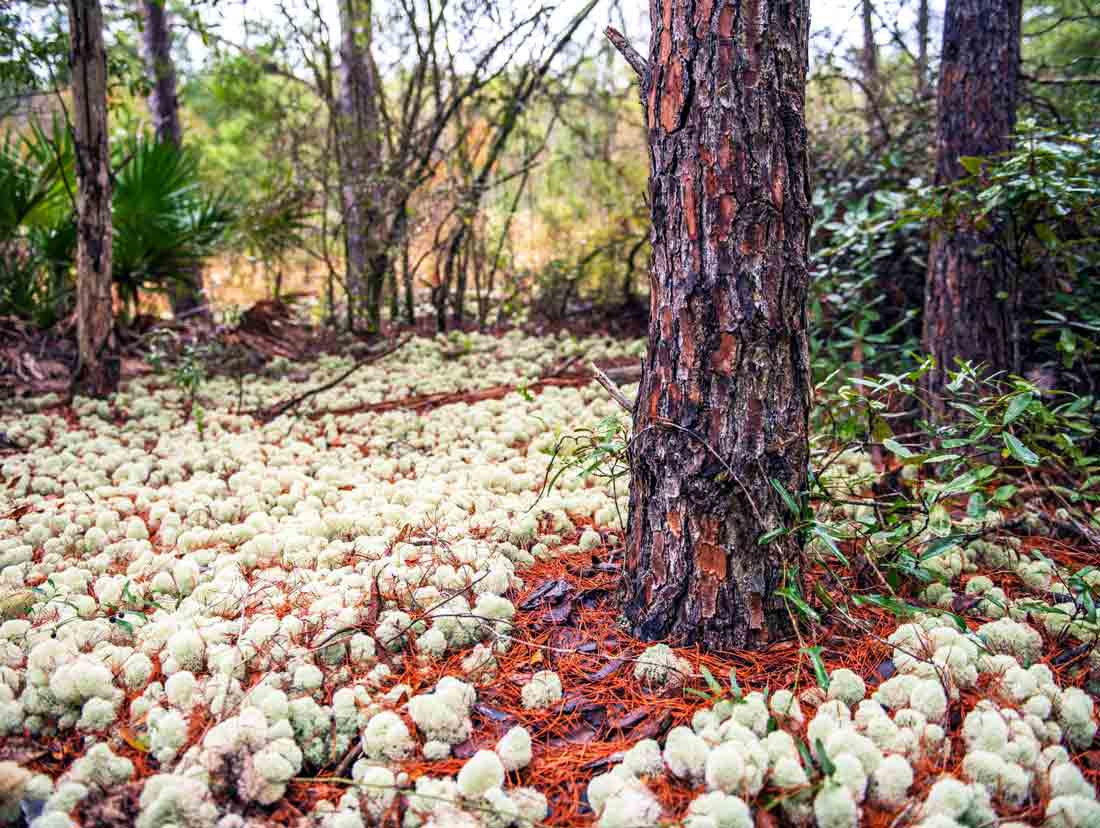 Forest floor covered with pale green groundcover beneath pine trees at Shoal River Headwaters State Park.
