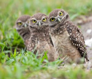 Burrowing owls stand near their burrow entrance with one owl tilting its head.