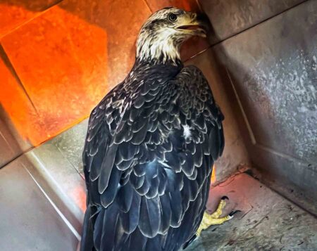 Juvenile bald eagle standing alert inside a transport crate after being rescued at Eglin Air Force Base.