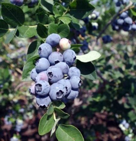 Cluster of ripe highbush blueberries growing on a blueberry plant.