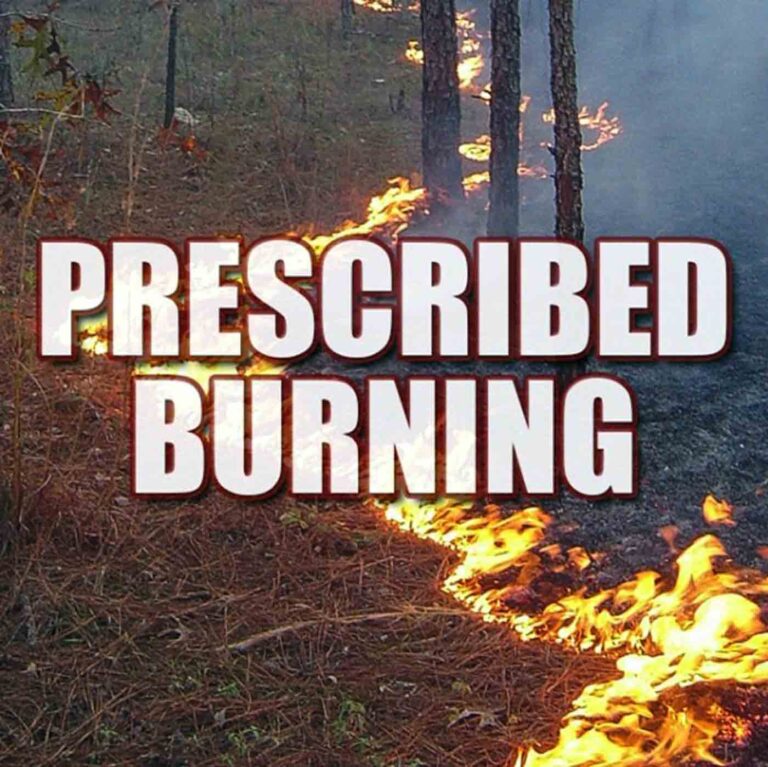 400 acres to burn in Shoal River Preserve fire plan Prescribed burn moving through pine forest understory with flames along the ground