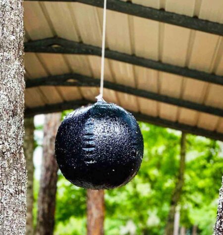 A black spherical yellow fly trap hanging from a tree branch outdoors.