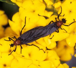 Lovebugs return to Niceville area roads and yards Close-up photo of two lovebugs attached together while resting on bright yellow flowers.