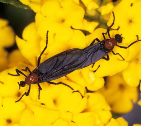 Close-up photo of two lovebugs attached together while resting on bright yellow flowers.