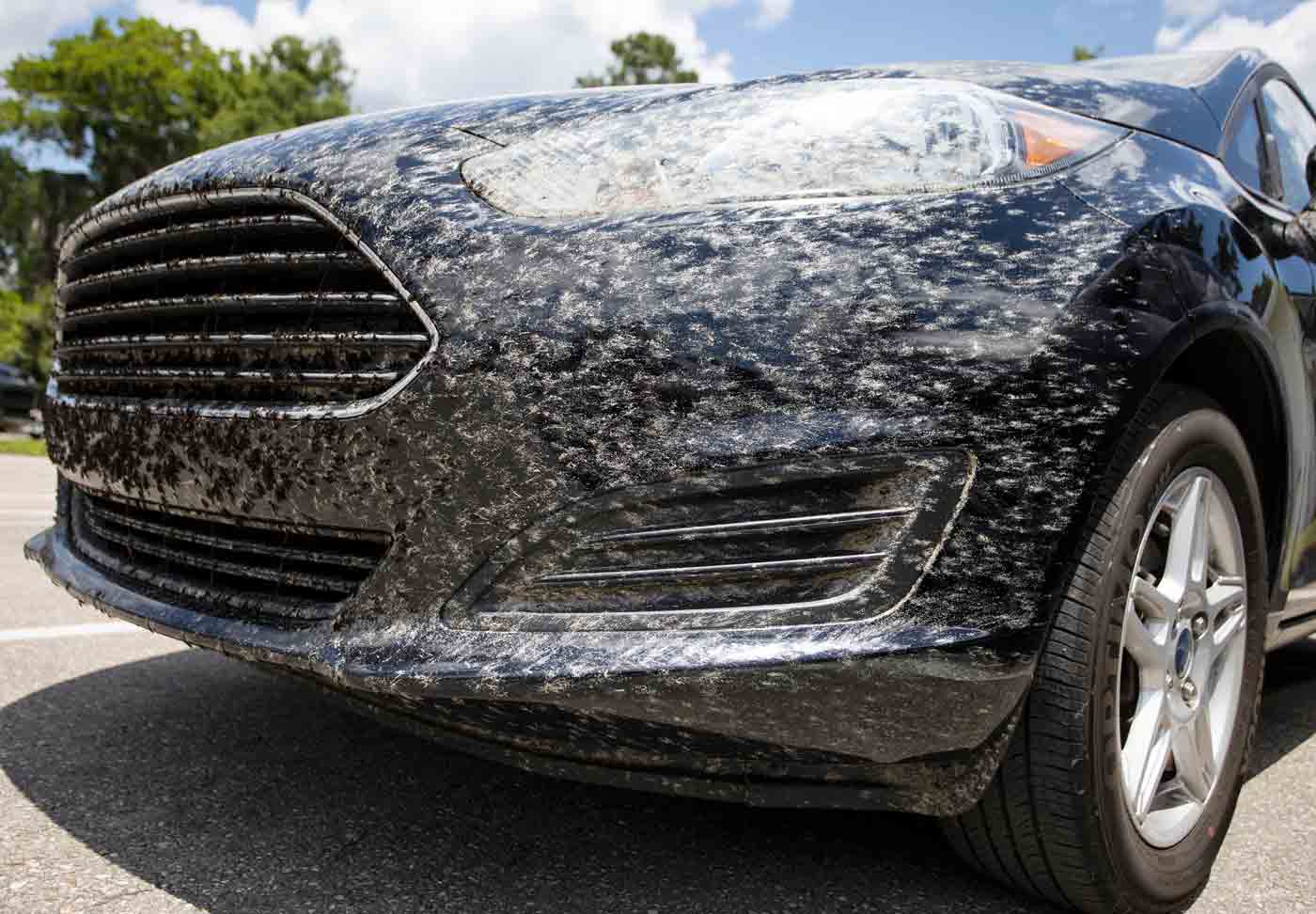 Front grille and hood of a black vehicle covered with splattered lovebugs after driving on a Florida roadway.