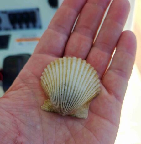 Great Scallop Count finds signs of scallops in Choctawhatchee Bay A bay scallop shell rests in a person’s hand after being recovered during the Great Scallop Count in Choctawhatchee Bay.