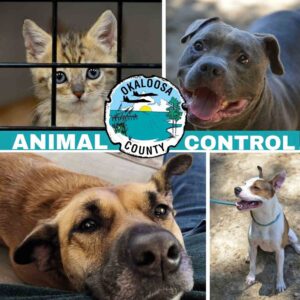 Who to call for animal control in Okaloosa County starting Sept. 23 Okaloosa County Animal Control graphic featuring dogs and a kitten with the Okaloosa County seal.