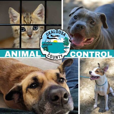 Okaloosa County Animal Control graphic featuring dogs and a kitten with the Okaloosa County seal.