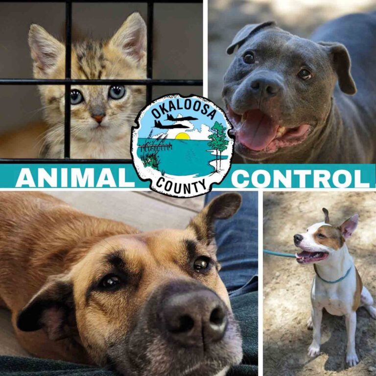 Okaloosa County Animal Control graphic featuring dogs and a kitten with the Okaloosa County seal.